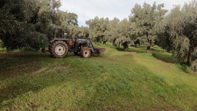 Как быстро собрать орех! Промышленный сбор ореха. How to quickly collect hazelnuts смотреть онлайн