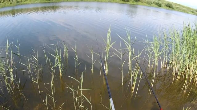 Дикие караси путают леску. Рыбалка в степях на поплавок смотреть онлайн