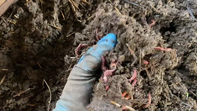 Плотность червя. Разведение красного калифорнийского червя. смотреть онлайн