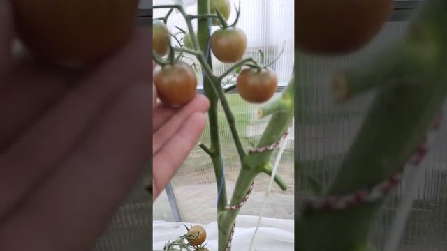 Обзор сорта томата Маленький ручей. смотреть онлайн