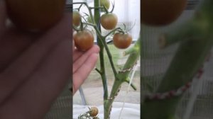 Обзор сорта томата Маленький ручей.