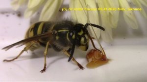 Где Осы Зимуют? Привет от Осы Королевы Vespula vulgaris (Vespidae).