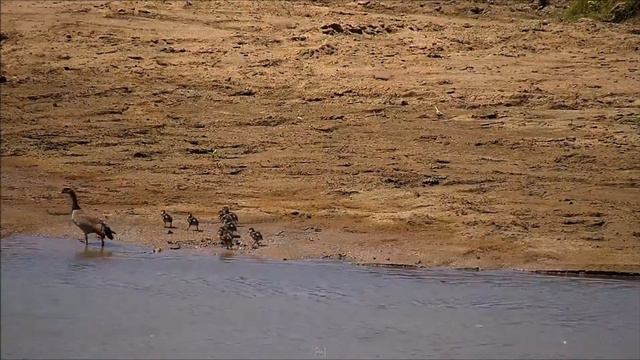 Африка - Река Олифантс. Africa - Olifants River. смотреть онлайн