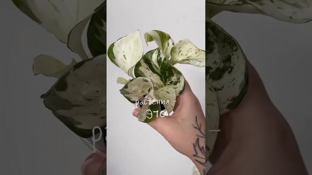 И интересно 🌱 Велком!) #комнатныерастения #растения #растениядома смотреть онлайн