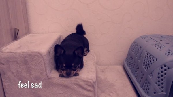 5 интересных трюков для собак / 5 fun tricks you can teach your dog to do