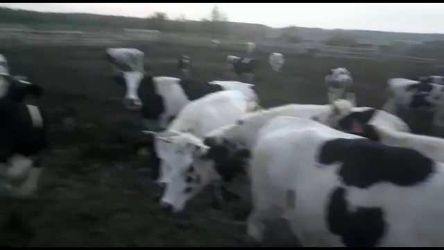 Черно-пестрая порода КРС-оптовая продажа смотреть онлайн