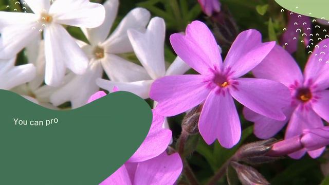 When Does Creeping Phlox Bloom? - Flowering Tips смотреть онлайн