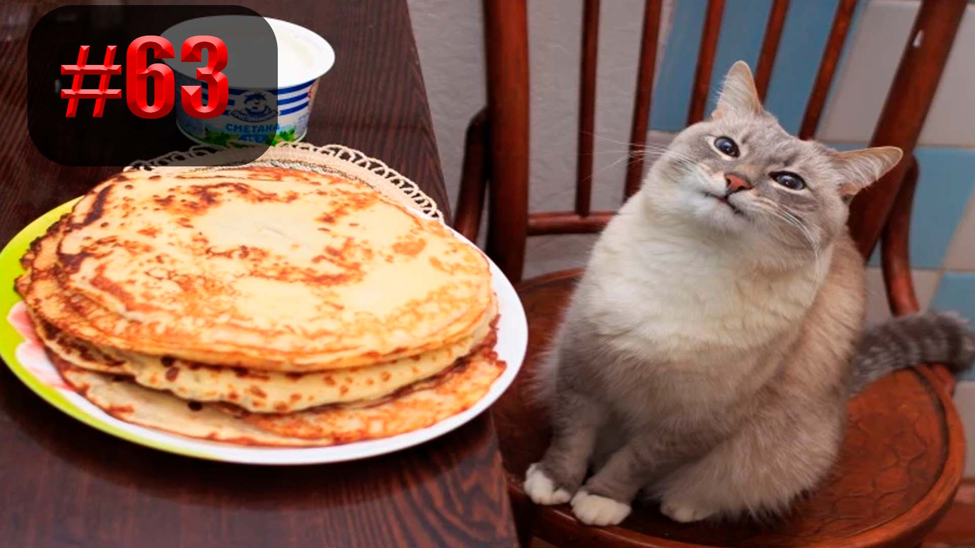 805 секунда Смеха ?? Смешных моментов | приколы лучшие до слез ?? 2022 Смешные коты #63 смотреть онлайн