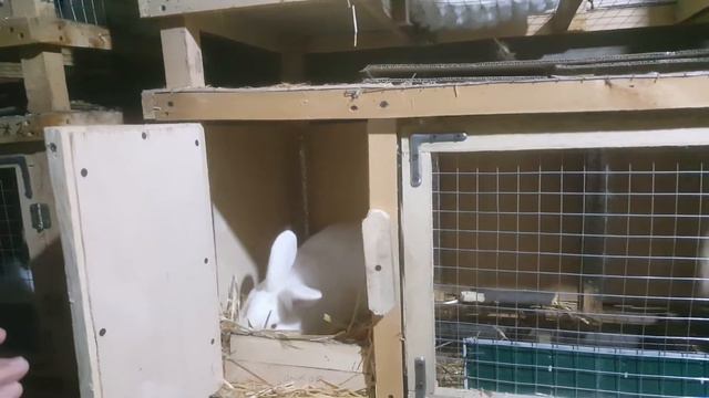 Окрол у крольчихи. смотреть онлайн