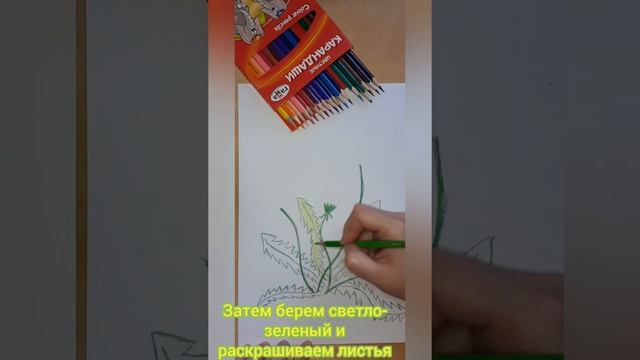 Рисуем одуванчик цветными карандашами. смотреть онлайн