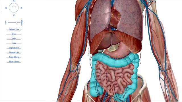 Эпизод 06 - Как дышать диафрагмой? Плюсы диафрагмального дыхания. Часть 1 смотреть онлайн