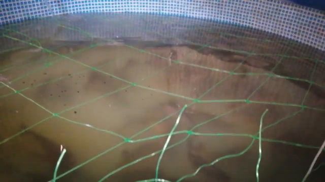 Выращивание карпа в бассейне.