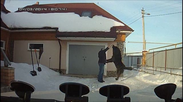 Кавказская овчарка смотреть онлайн