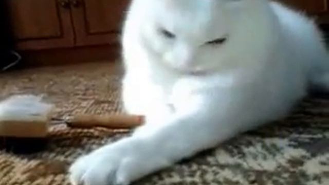 Кот Снежок серия 1 смотреть онлайн