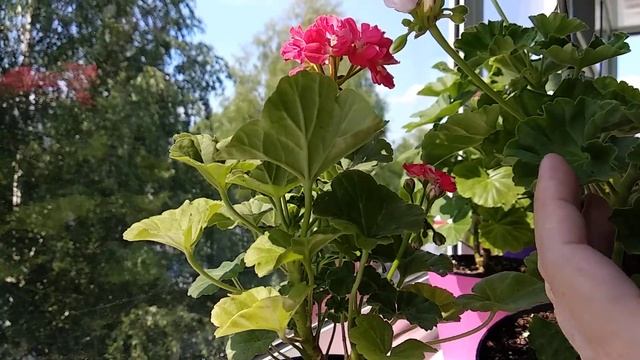 Розебудные и тюльпановидные пеларгонии в моей коллекции. Особенности ухода. смотреть онлайн