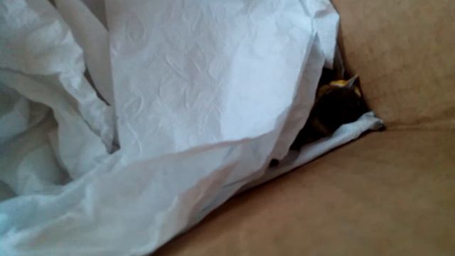 Детеныш синицы. Кормление. 10 дней. смотреть онлайн