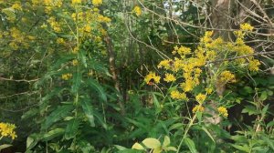 Приманка TUKA Kite - цвета