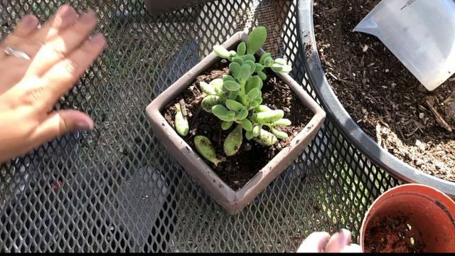 Replantando Nuevas Plantas | Orostachys | Ice plant | Crassula Rogersii смотреть онлайн