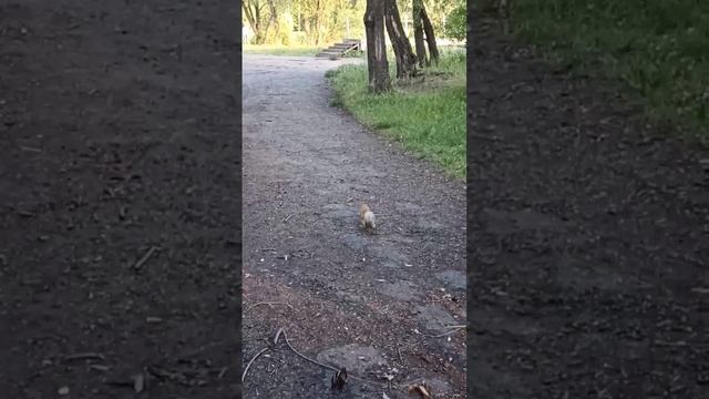 Белка в Омском парке #омск #shorts #белка #рекомендации смотреть онлайн