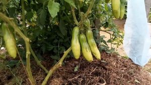 Томат Казанова в ог.