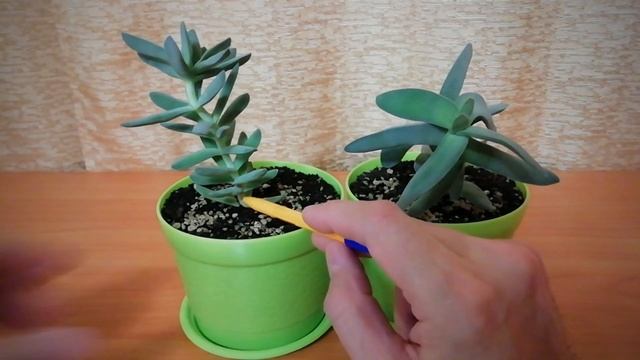 Крассула Фальката (Серповидная). Суккуленты. Комнатные растения. смотреть онлайн