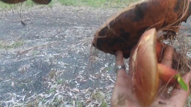 Day 2 episode 4 Wildfood challenge - edible fungi смотреть онлайн