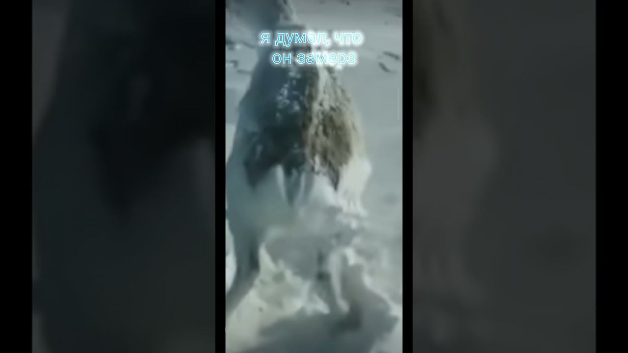 #shorts #русскиймеханик как спит олень зимой в тундре смотреть онлайн