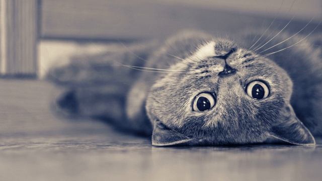 РАЗГОВОРЫ С КОЛЛЕКТОРАМИ БАНКИ МФО ( без мата) VOFFKA без MATOFF смотреть онлайн