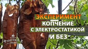 Копчение жерехов с электростатикой и без. Сравнение результатов, время копчения, цвет продукта.