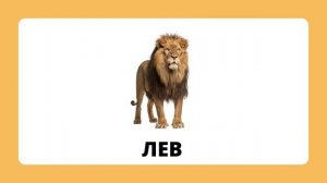 Животные жарких стран.mp4