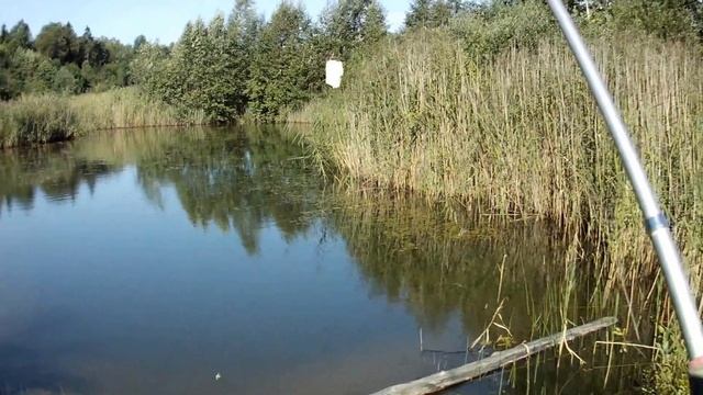 Видеоотчет о рыбалке 13.08.2016г. ловля мелкой озерной рыбы для аквариума смотреть онлайн
