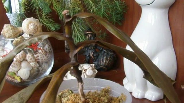 Как ни старалась, я не смогла спасти свой Непентес............... смотреть онлайн