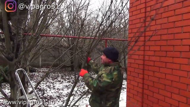 Шоковая обрезка запущенных колоновидных яблонь смотреть онлайн