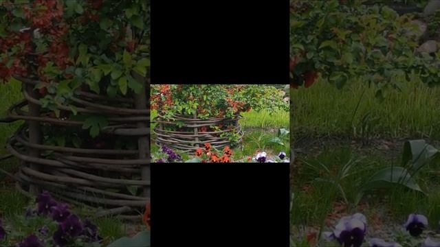 Какая красота АЙВА зацвела смотреть онлайн