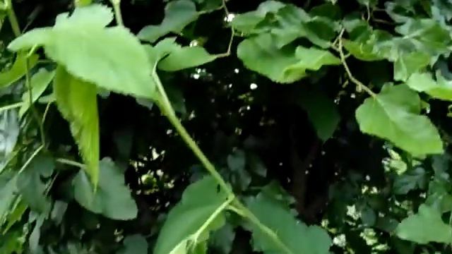 Шелковица. Ошибки выращивания. Mulberry. Growing Errors.