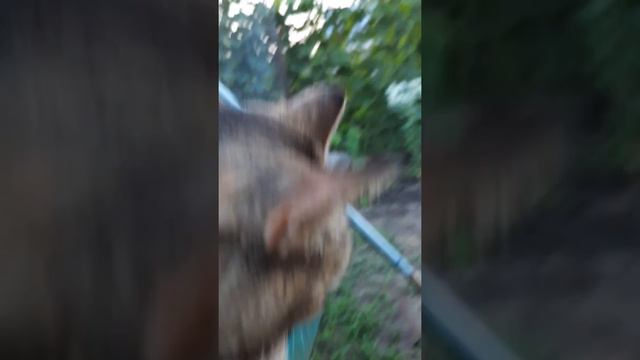 Жирненькая кошечка уткнулась об железку во сне, мокрый хаски пришёл с пляжа смотреть онлайн