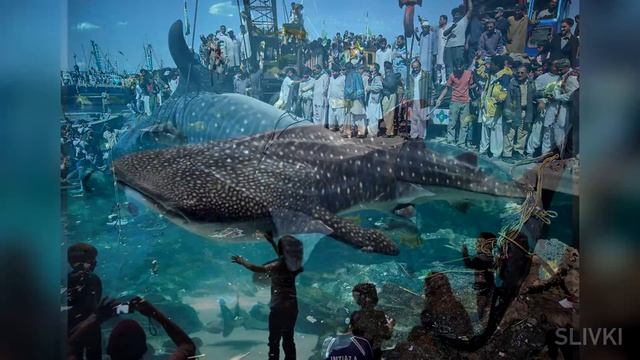 Самые большие животные [SLIVKI SHOW] смотреть онлайн