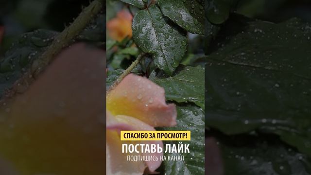 Оберег смотреть онлайн