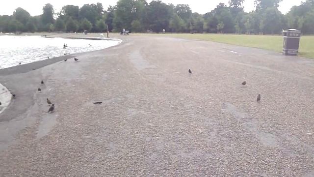 Парк "Кенсингтонские сады", Kensington Gardens, Лондон 08.2012 смотреть онлайн