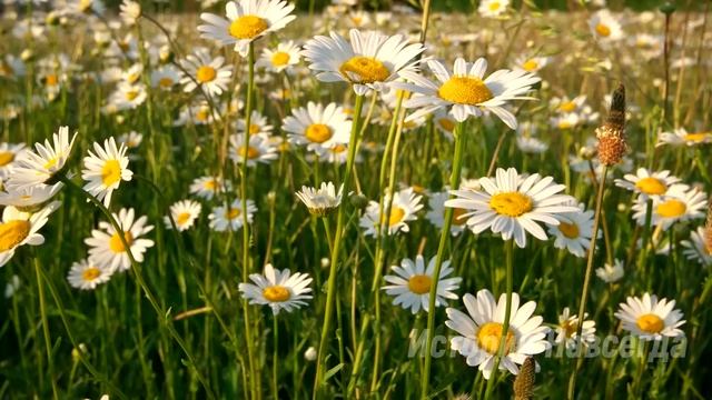 Неблагодарные дети наняли сиротку для угасающей матери. А когда она…