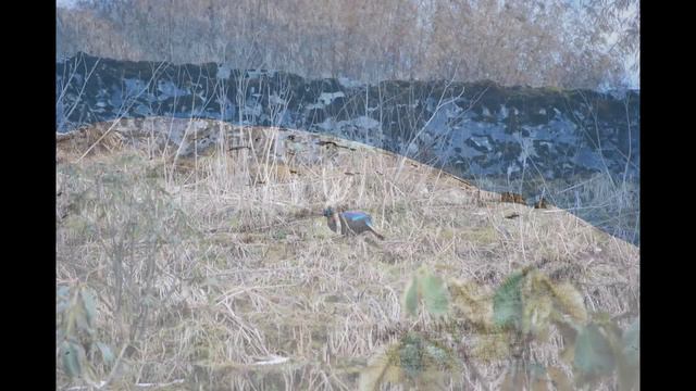 Old Silk Route Gnathang Valley Menmecho Lake Zuluk Kalipokhri East Sikkim Beautiful Incredible Indi смотреть онлайн