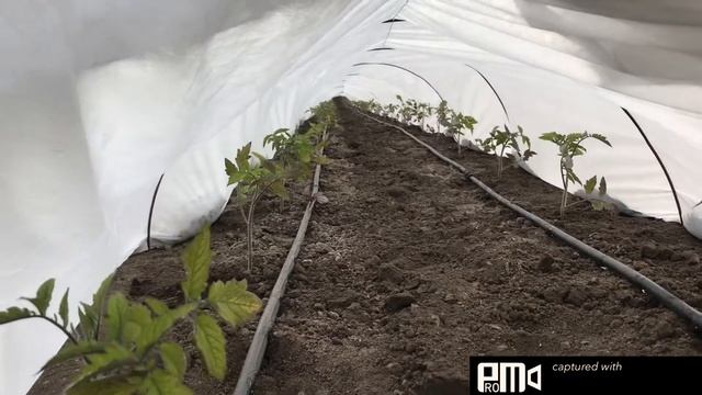 утепляем помидор смотреть онлайн