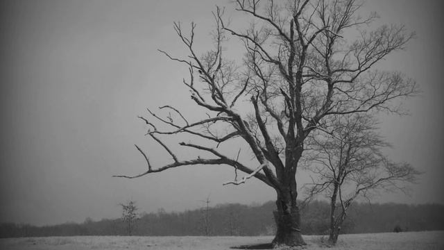 Старое Дерево Дьявола ! | Проклятое дерево | Черный грузовик смотреть онлайн