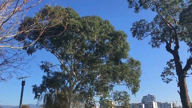 Влог наступает золотая осень в Батуми и пустая набережная / Грузия 2021 / Батуми 2021 смотреть онлайн