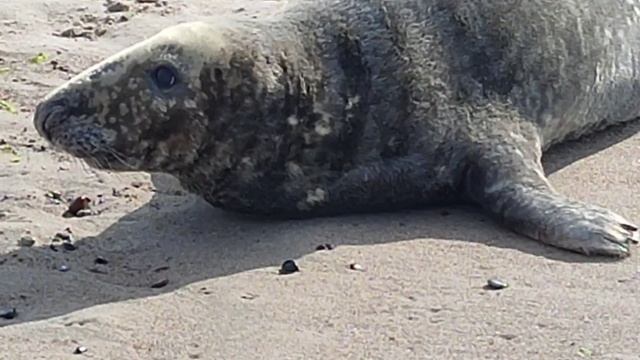 Куршская коса. Балтийский тюлень смотреть онлайн