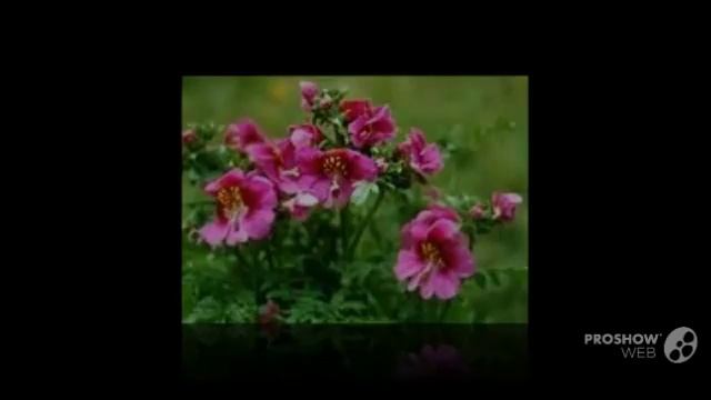 Schizanthus - garden plants смотреть онлайн