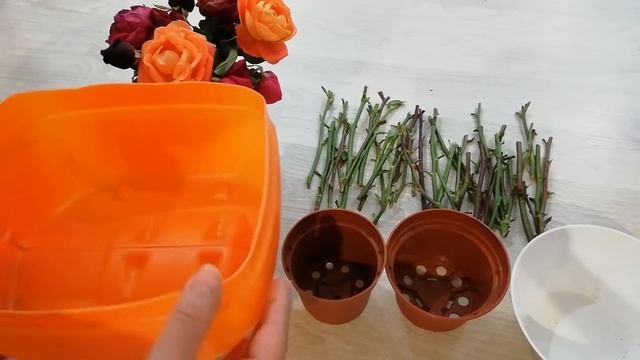 Черенкование роз! ? Легкий способ осеннего черенкования! ? ? ? смотреть онлайн