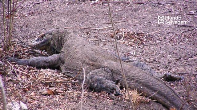 IMPRESSIONANTE BÚFALO LEVA MORDIDA VIOLENTA DO DRAGÃO DE KOMODO смотреть онлайн