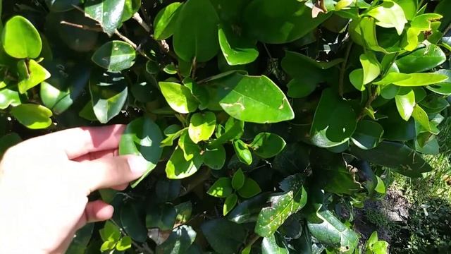 ligustrum plant pest disease identification and control смотреть онлайн