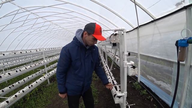 Теплица и стеллажи для гидропоники. Подробный обзор теплицы для выращивания клубники смотреть онлайн